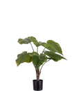 Alocasia i kruka 60 cm