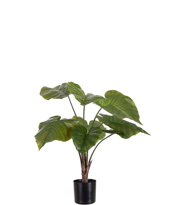 Alocasia i kruka 60 cm