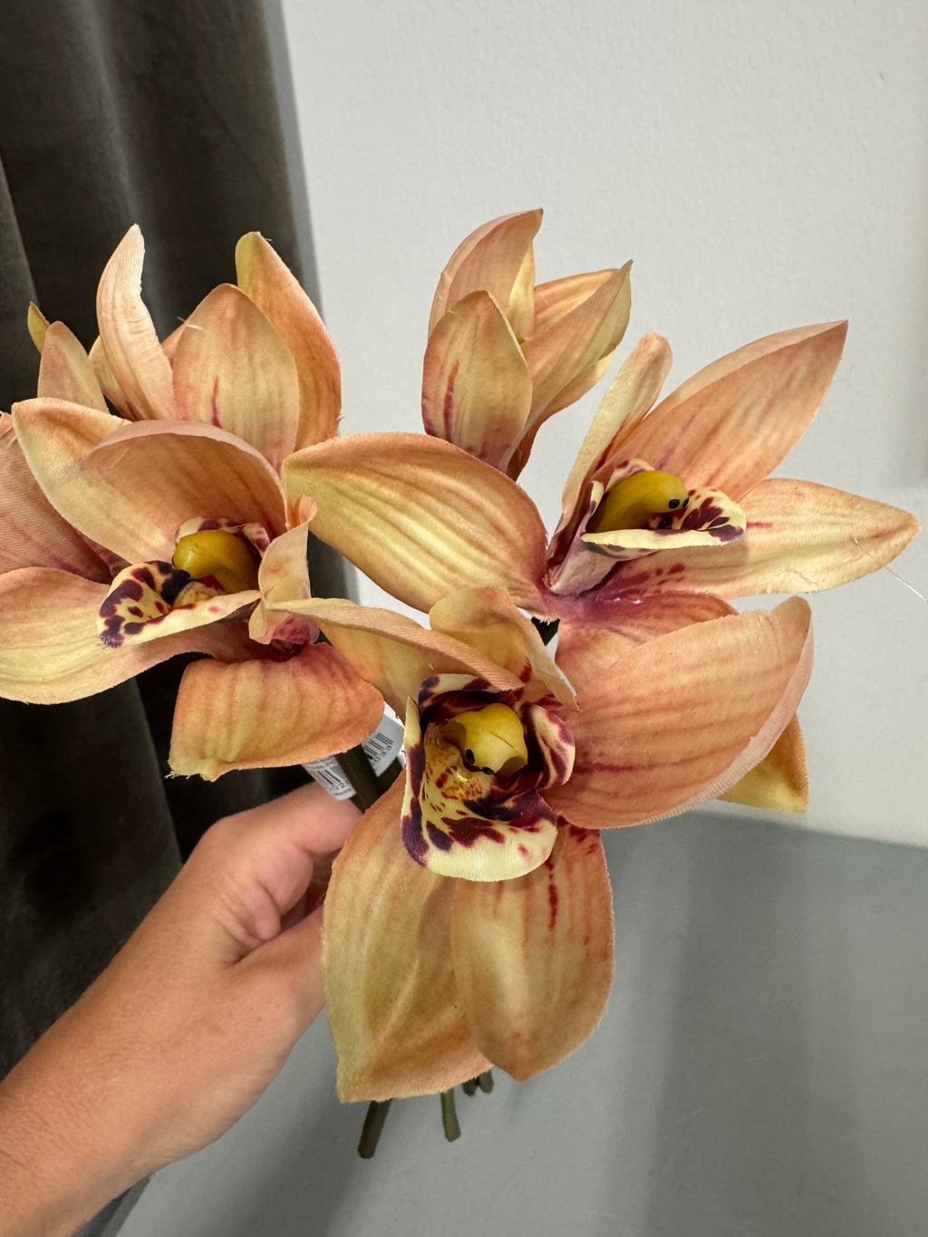 Cymbidium bdt. 6 stk.