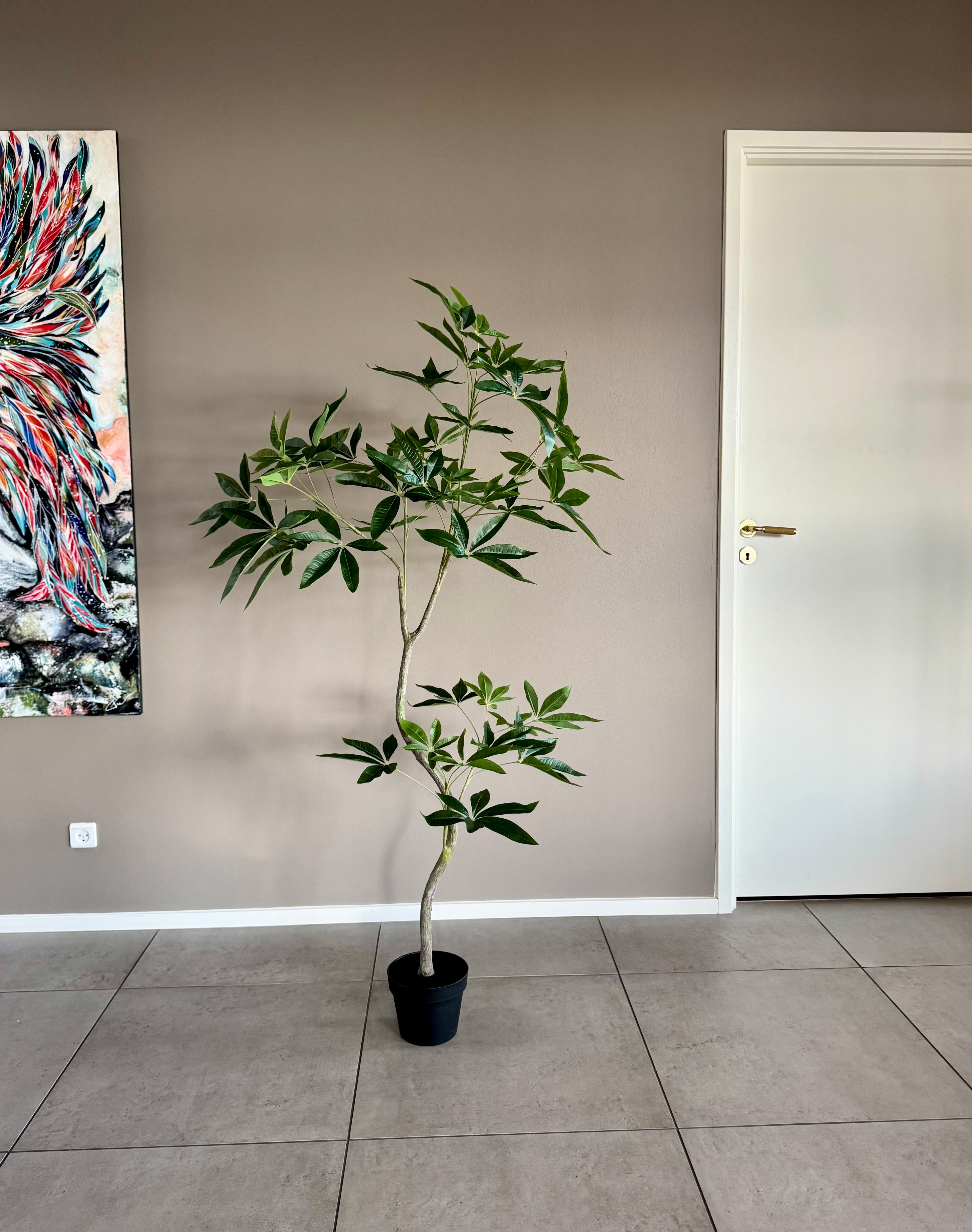 Pachira træ h 150 cm