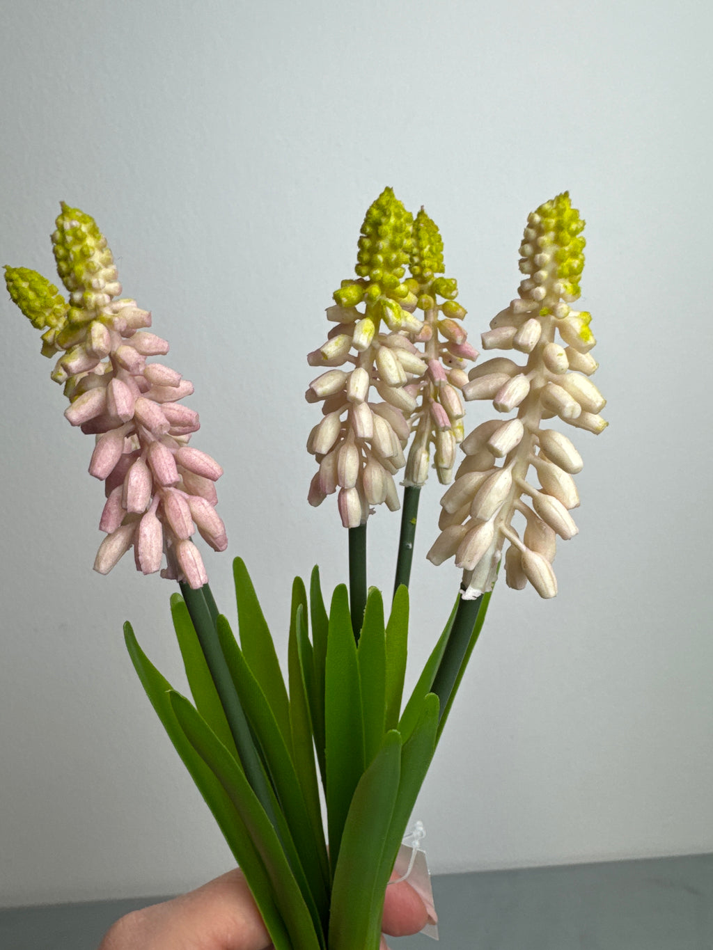 Perlehyacint lyserød