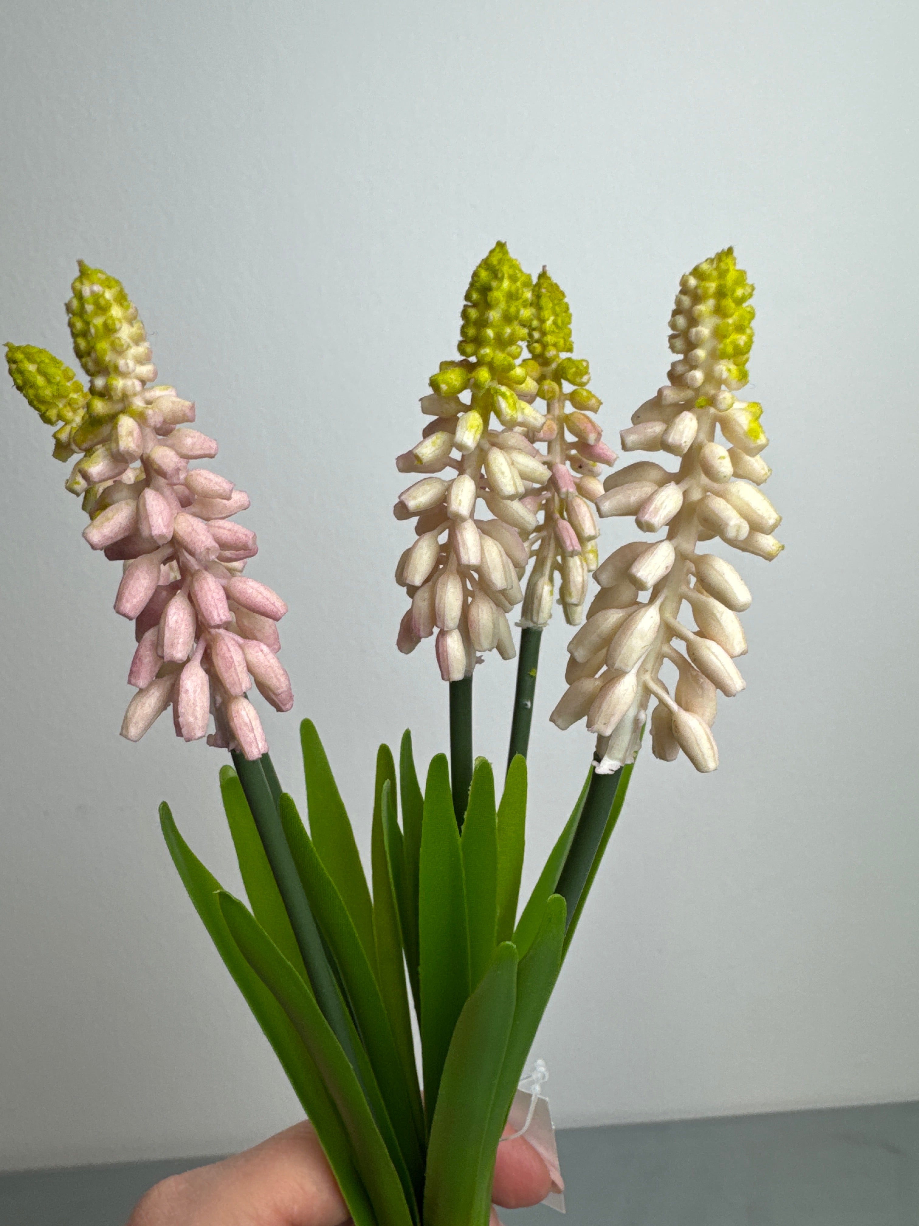 Perlehyacint lyserød