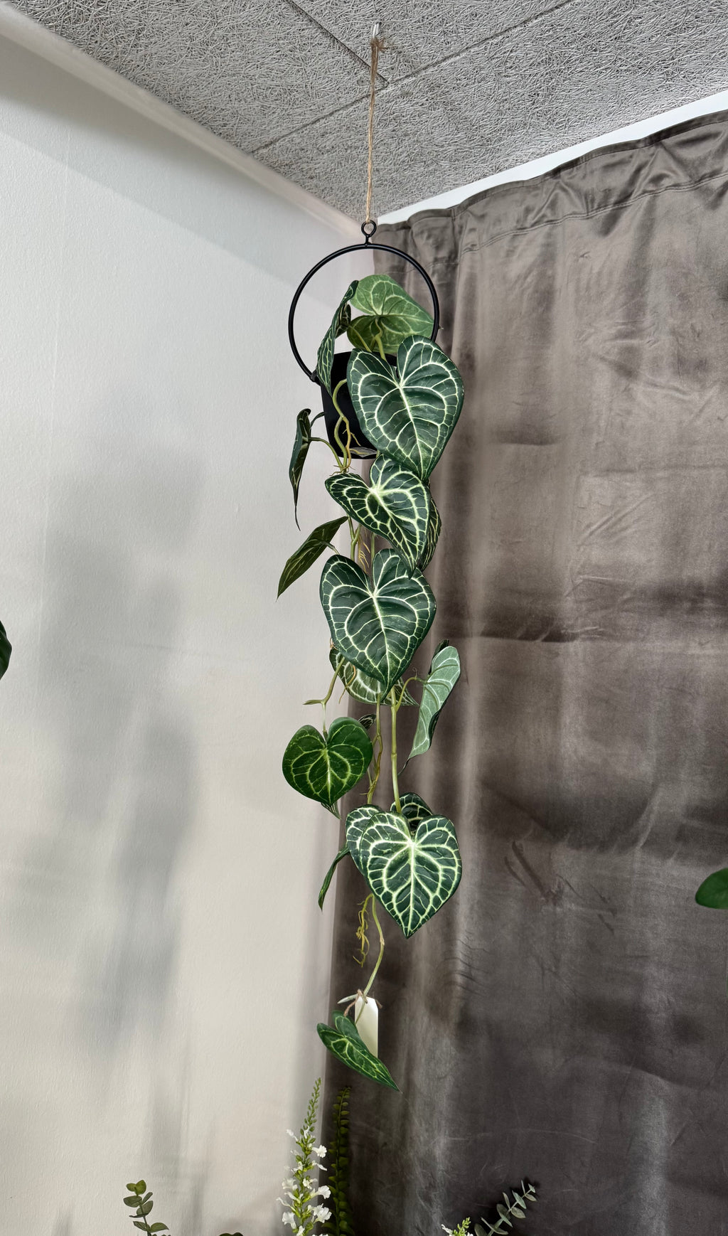 Anthurium ranke L 110 cm