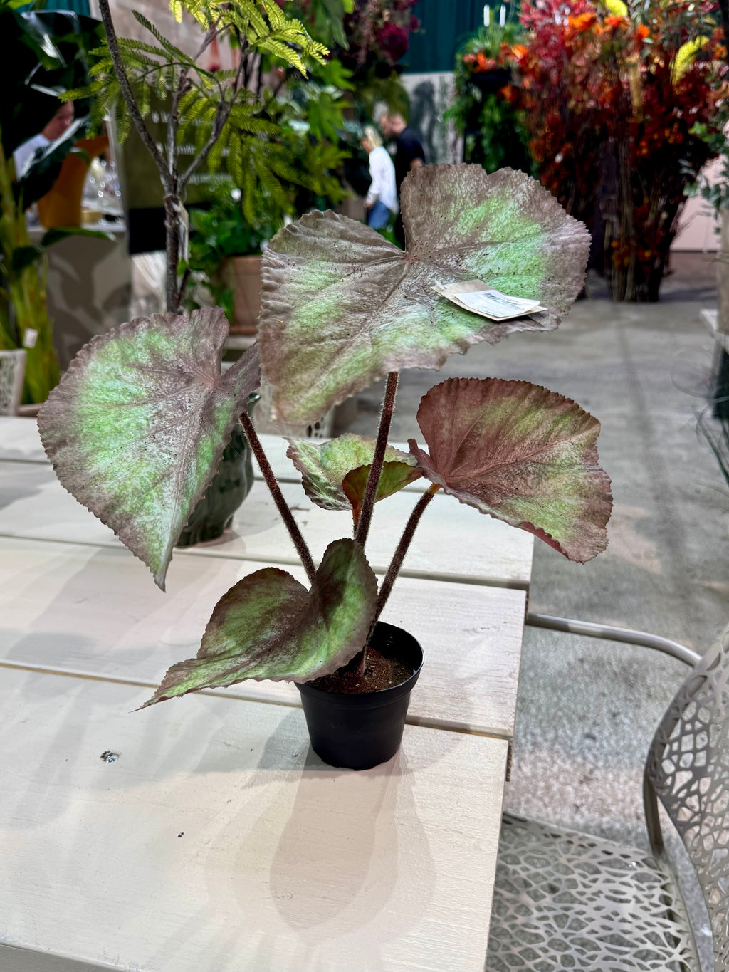 Rexbegonia 35 cm