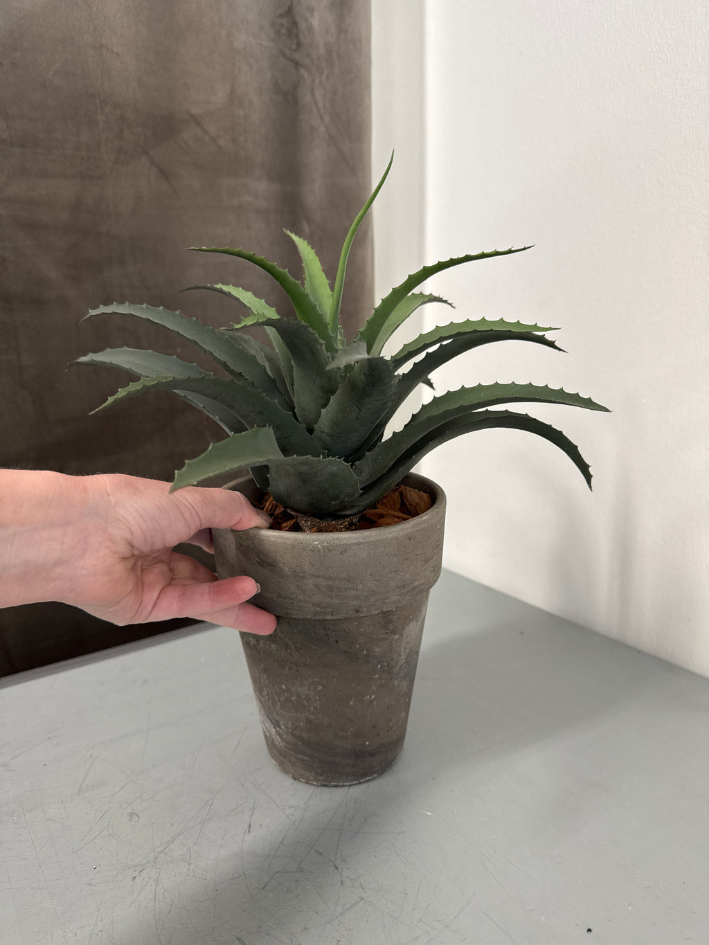Aloe vera H. 33 cm