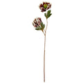 Julerose brun h 67 cm