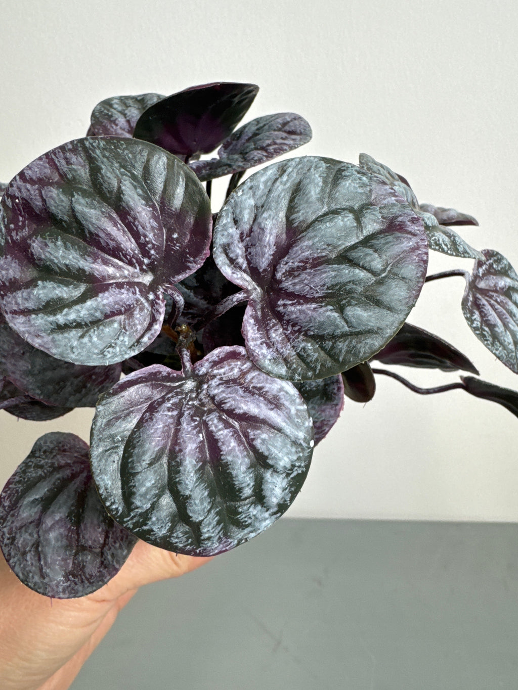 Saint Pauli i potte 15 cm