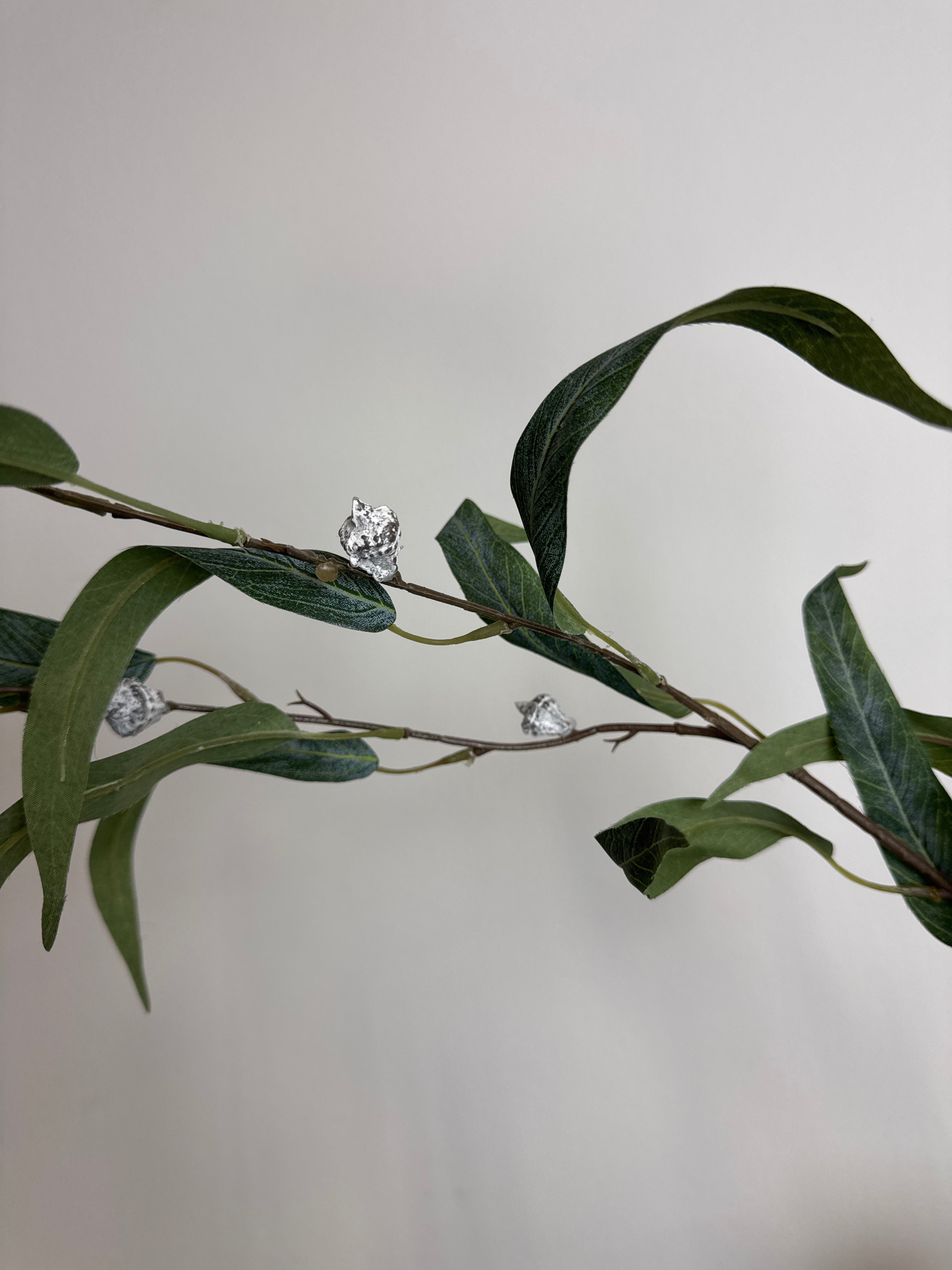 Eucalyptus med bær udgår