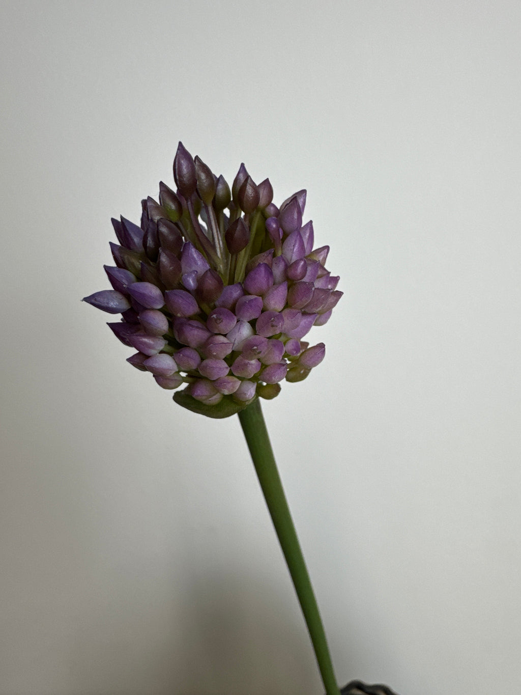 Allium lilla lillestilk