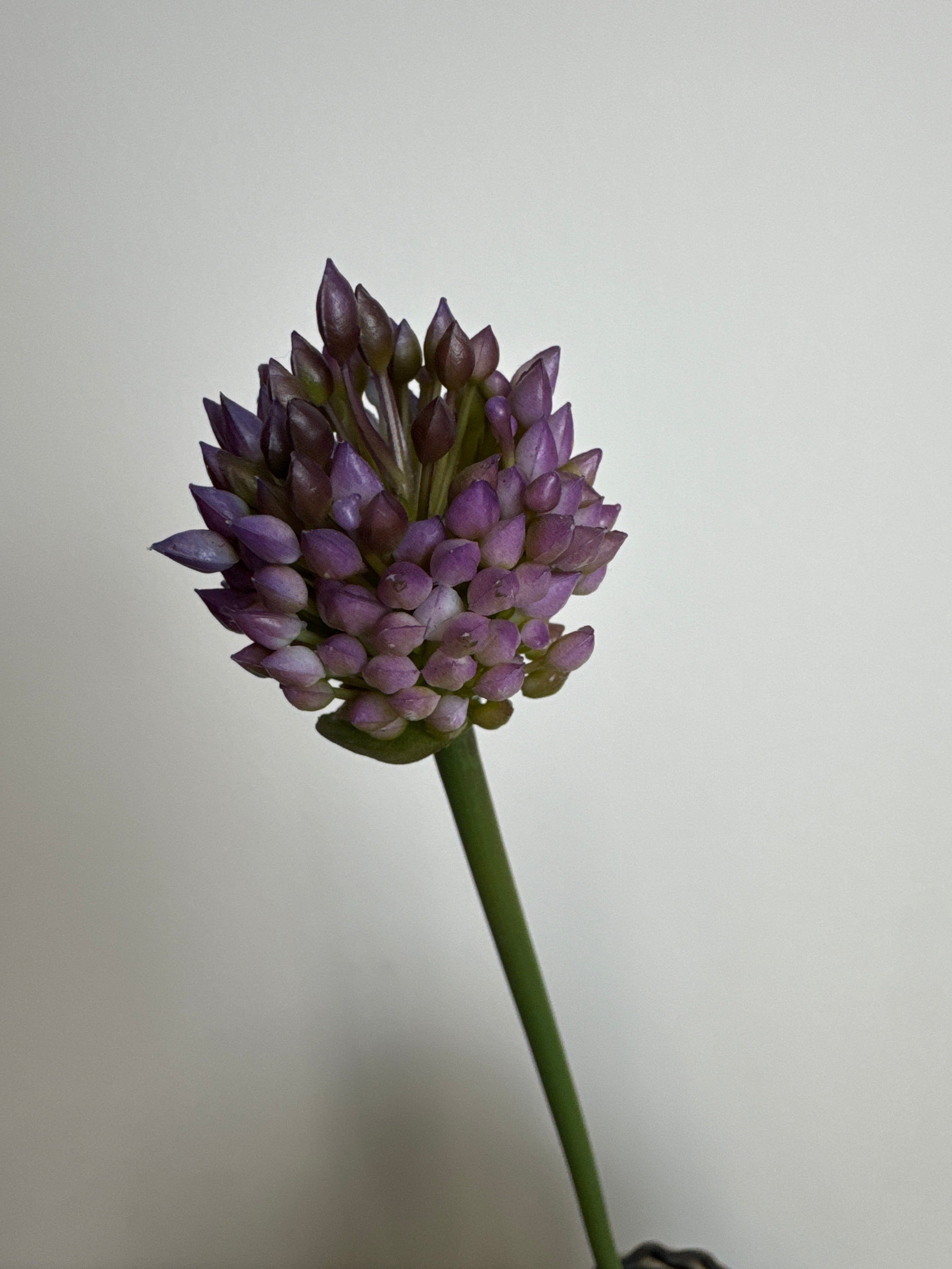 Allium lilla lillestilk