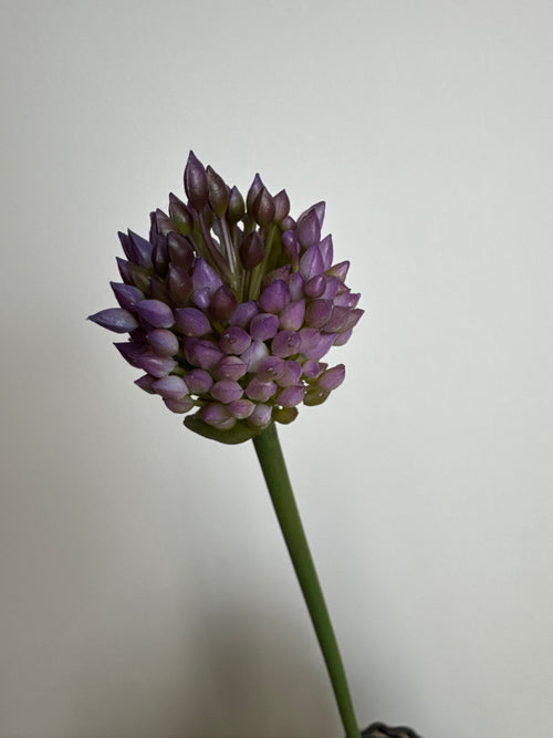 Allium lilla lillestilk