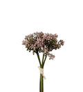Sedum bundt.