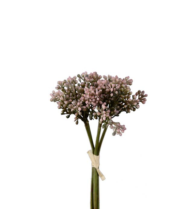 Sedum bundt.