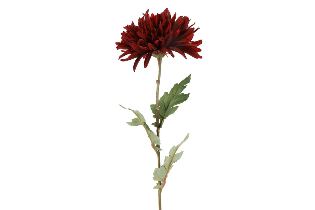 Chrysanthemum bordeaux h 68 cm