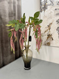 Amaranthus rosa hænge