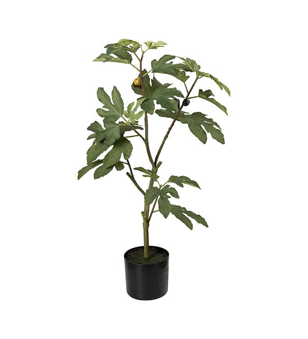 Figen træ 80 cm