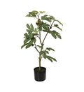 Figen træ 80 cm