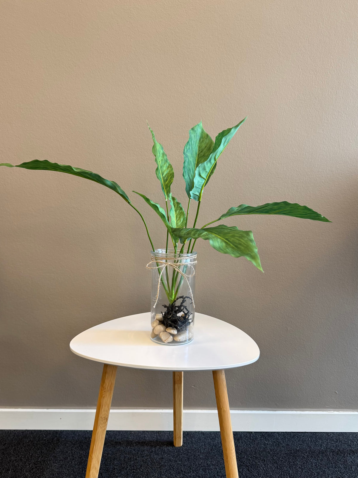 Calathea med rødder 55 cm