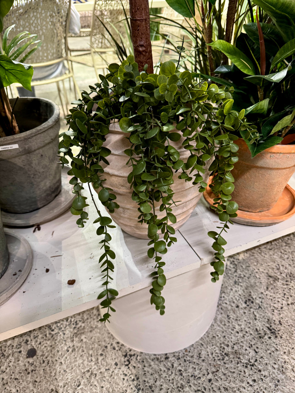 Dischidia 45 cm