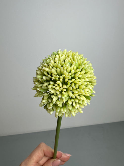 Allium grøn/hvid