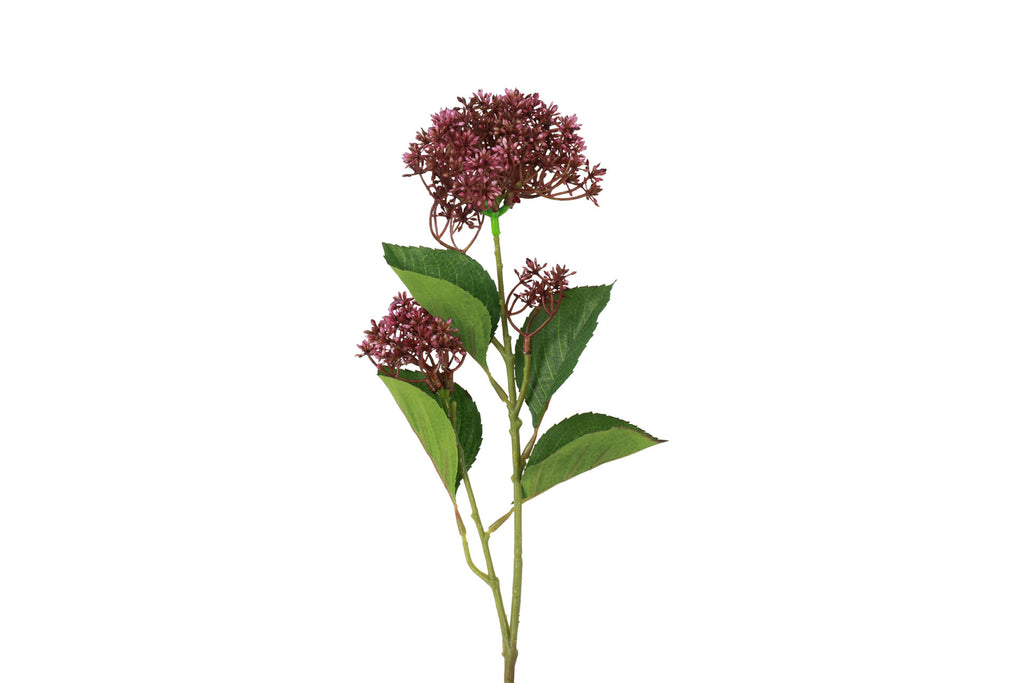 Skimmia purple h 65 cm