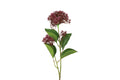 Skimmia purple h 65 cm