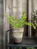 Sedum stilk 41 cm