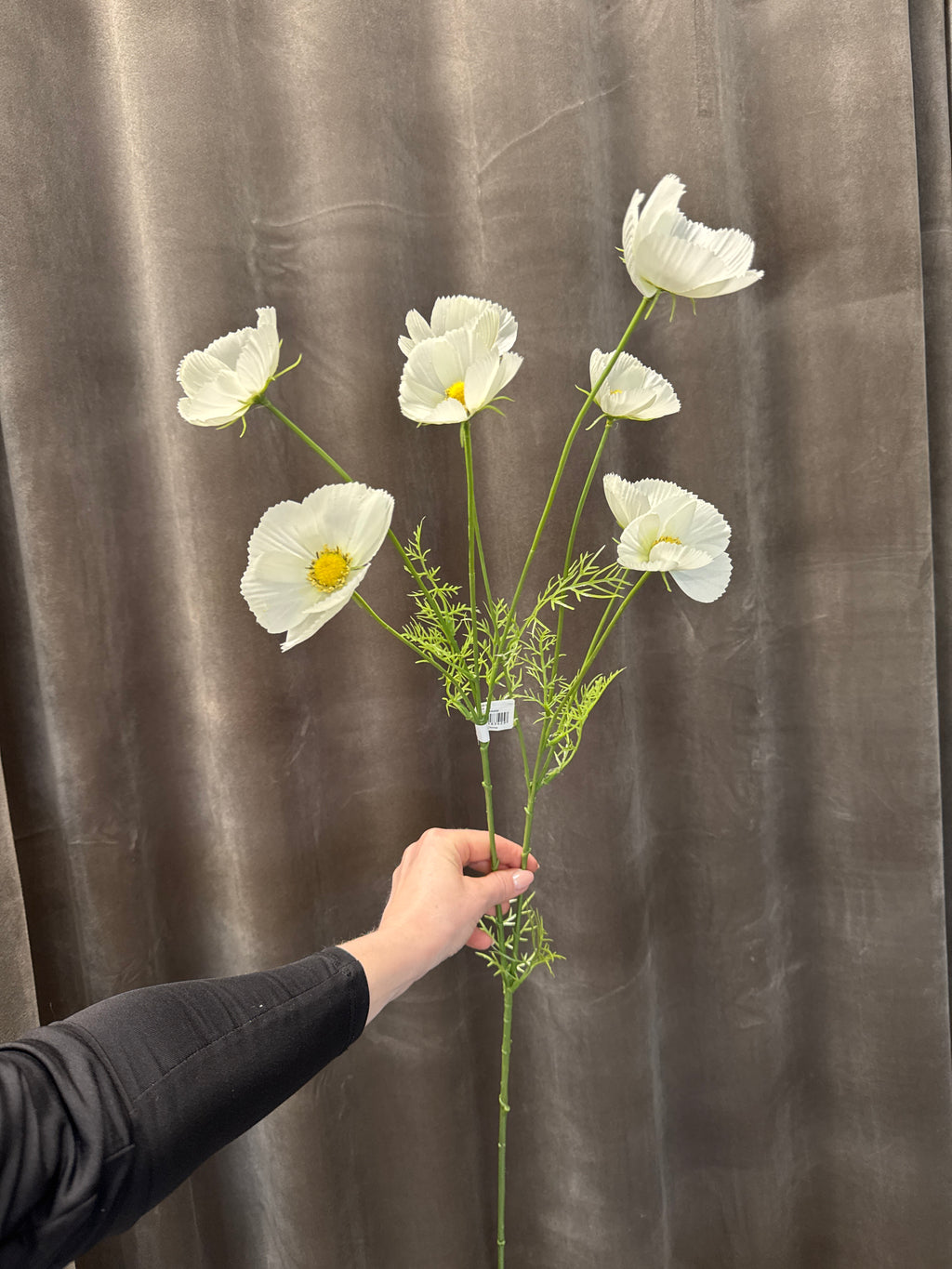 Cosmos hvid
