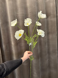 Cosmos hvid