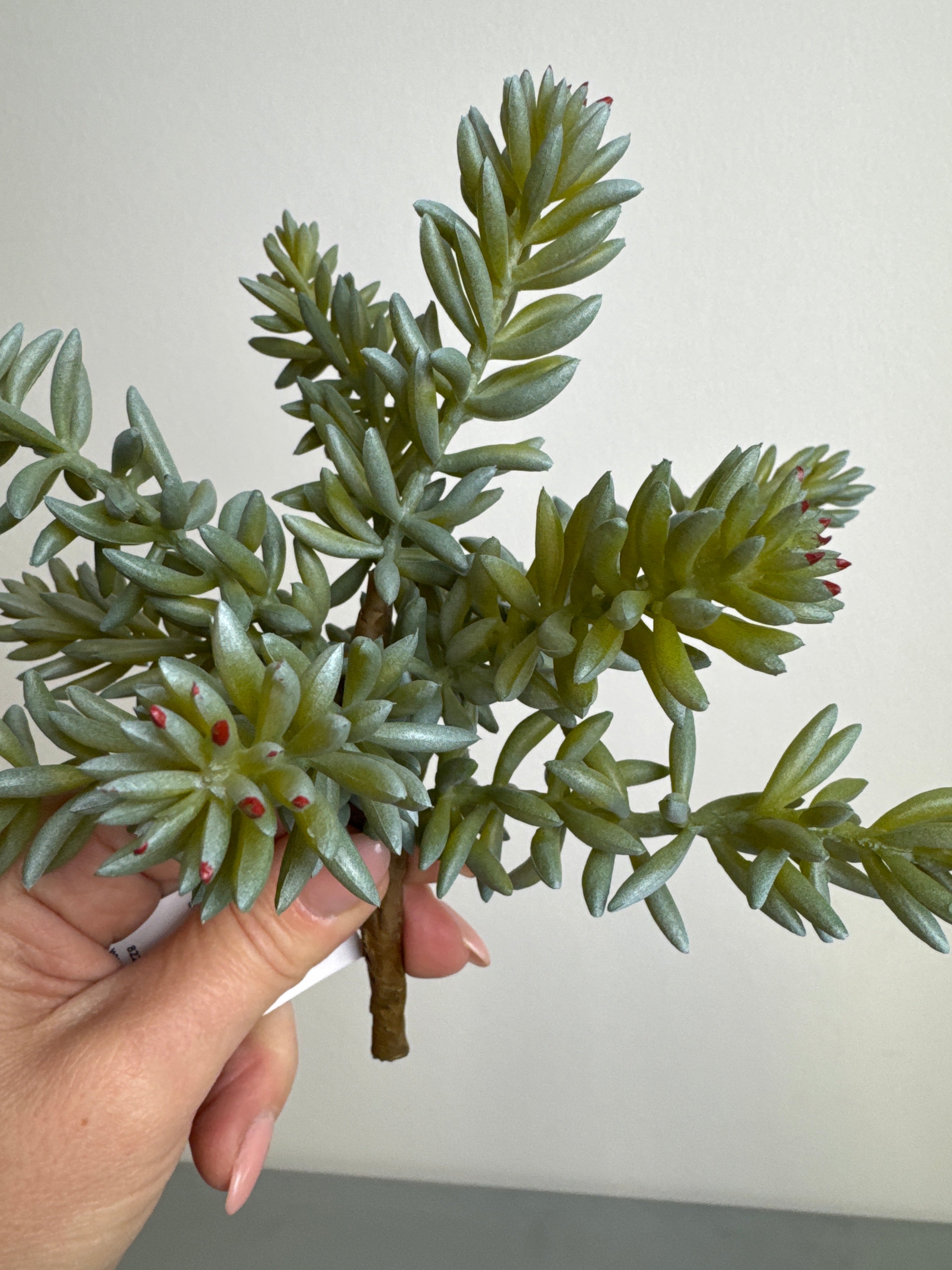 Sukkulent stilk 20 cm