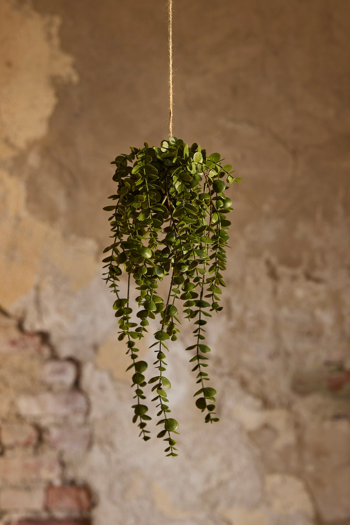 Dischidia 45 cm