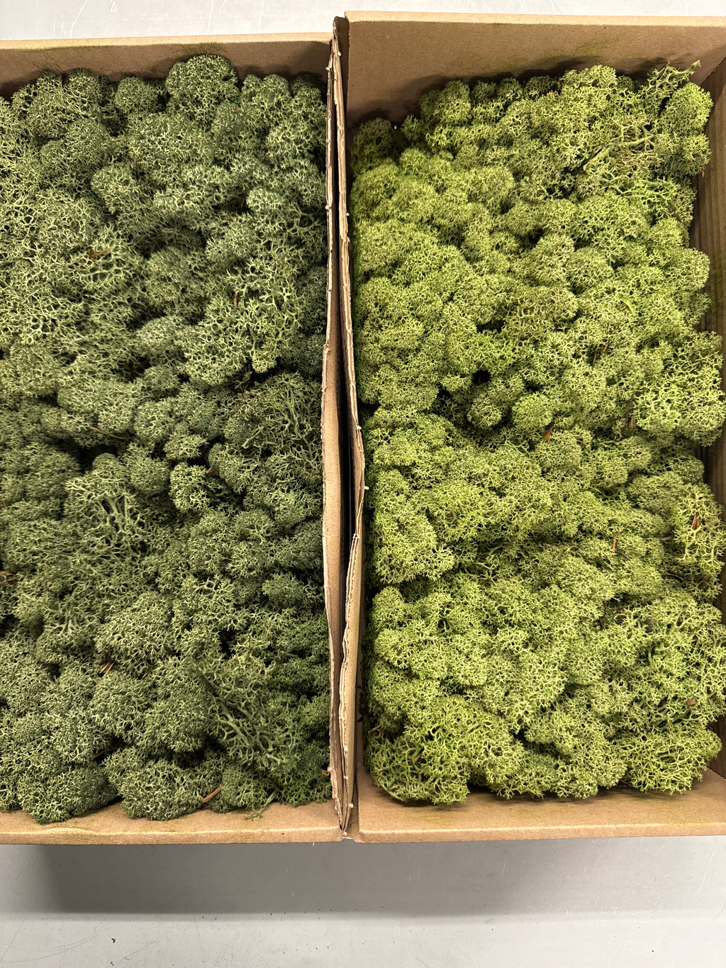 Rensdyr mos mørk grøn