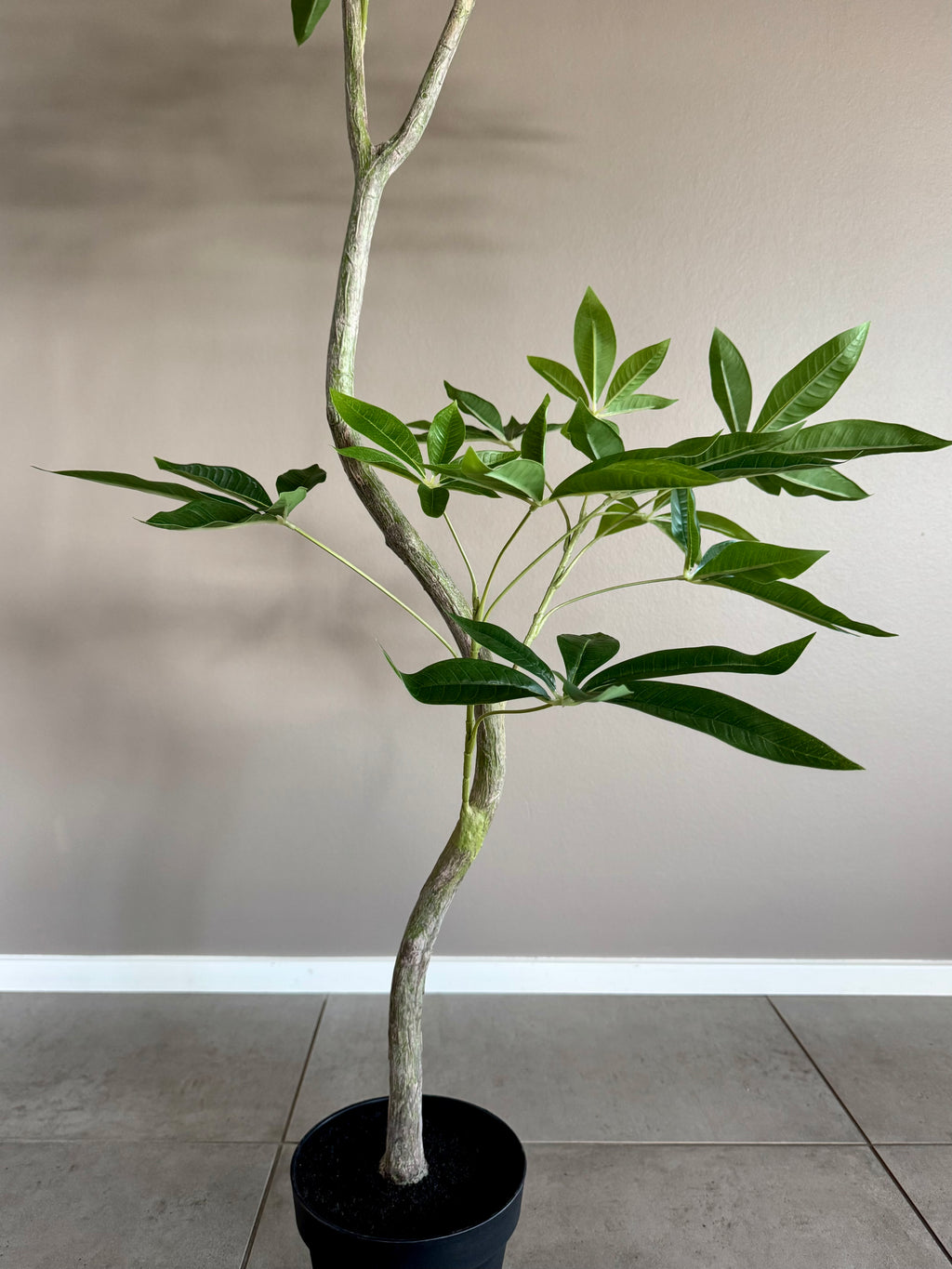 Pachira træ h 150 cm