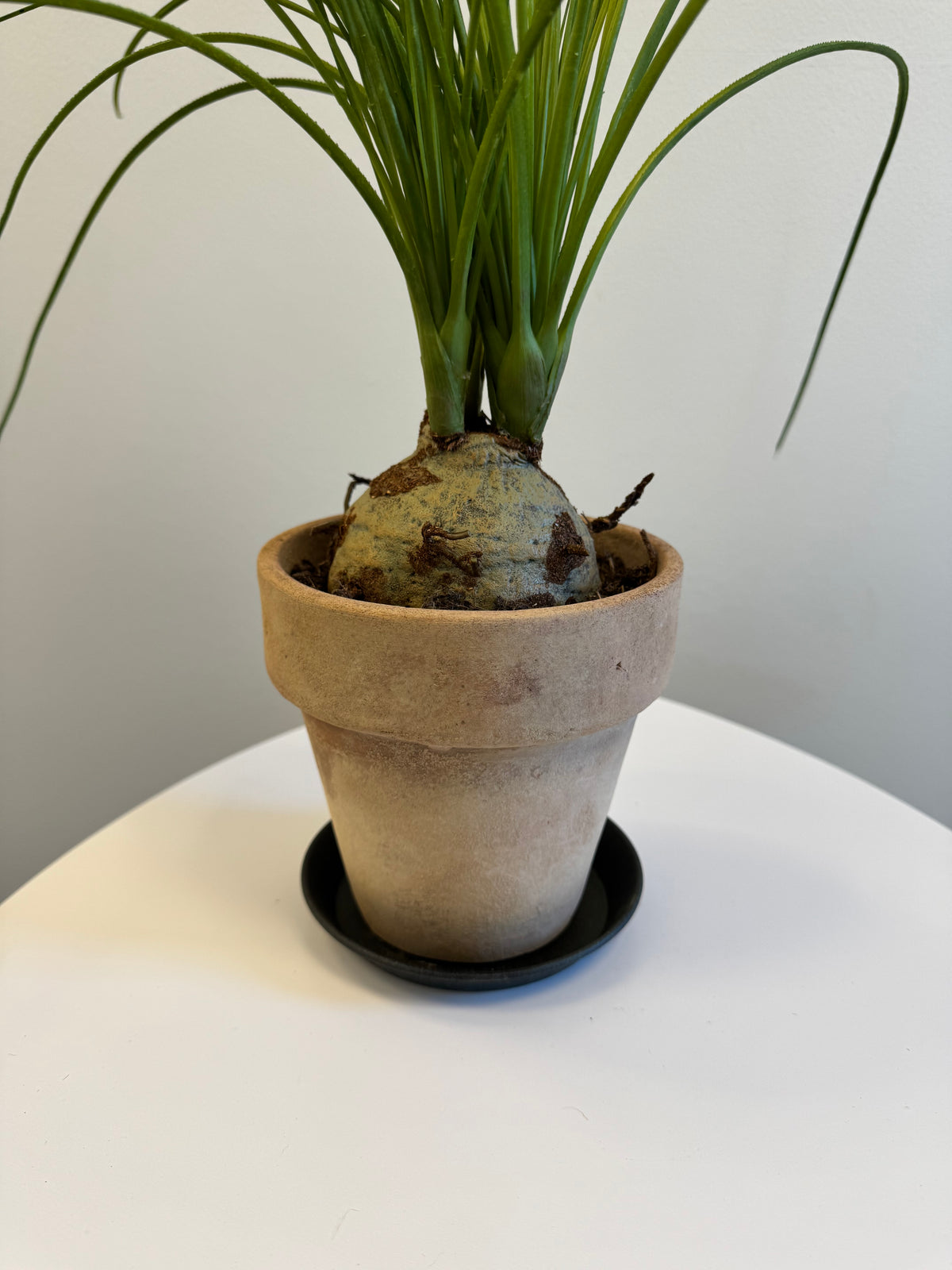 Flasklilja 45 cm
