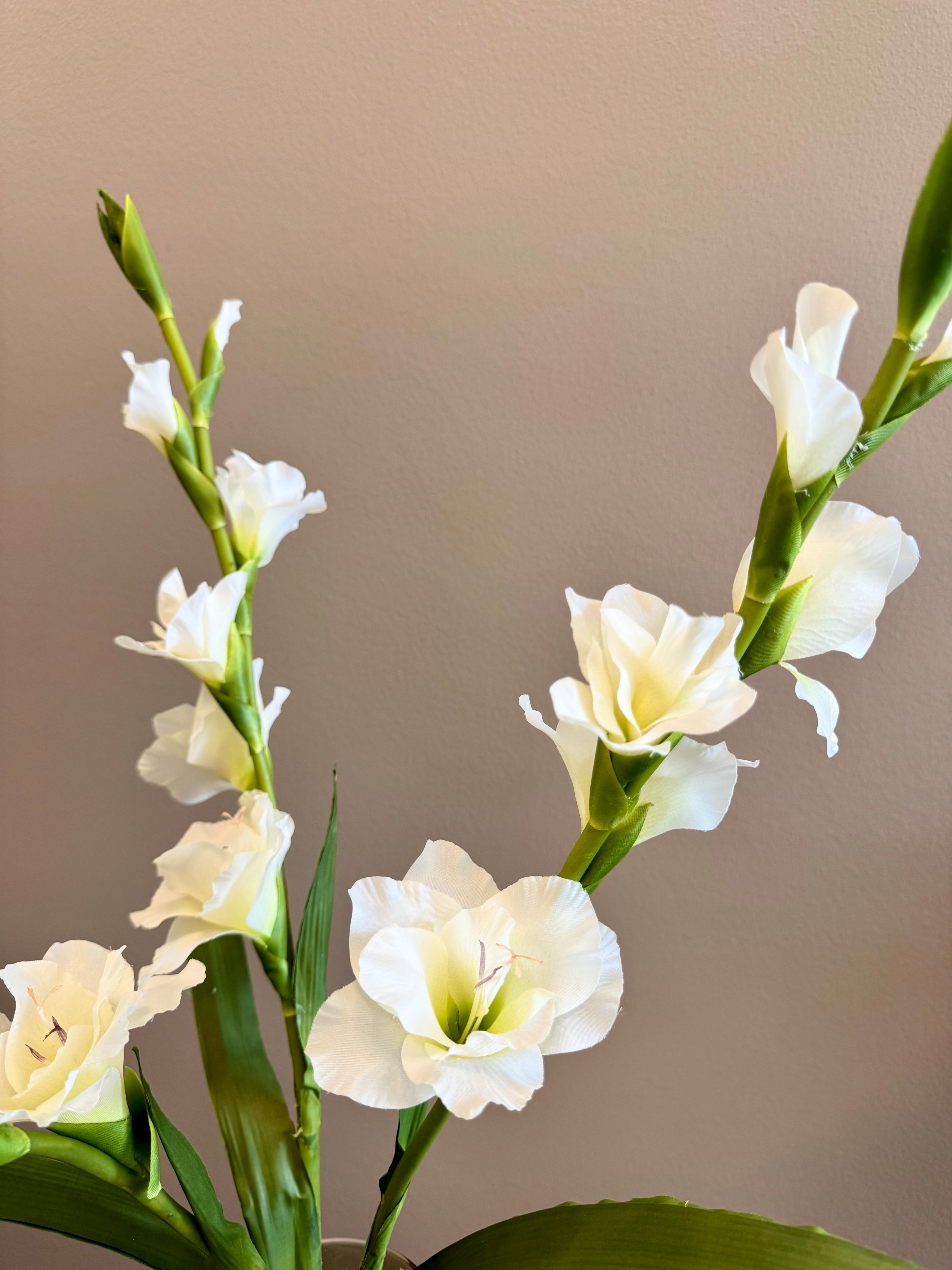 3 stilke hvide gladiolus