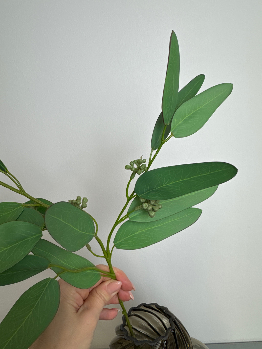 Eucalyptus bladgren udgår