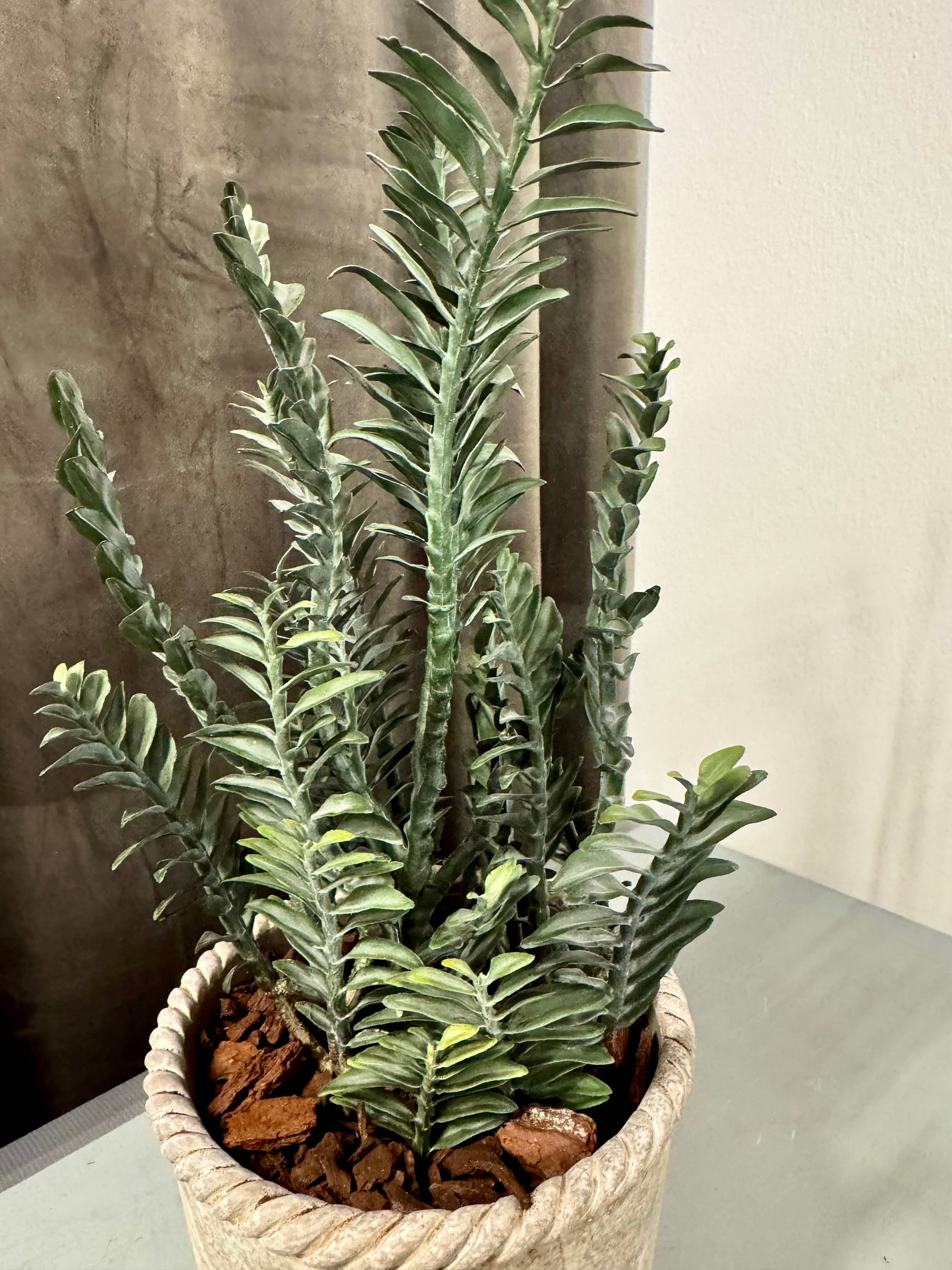 Pedilanthus m. Potte