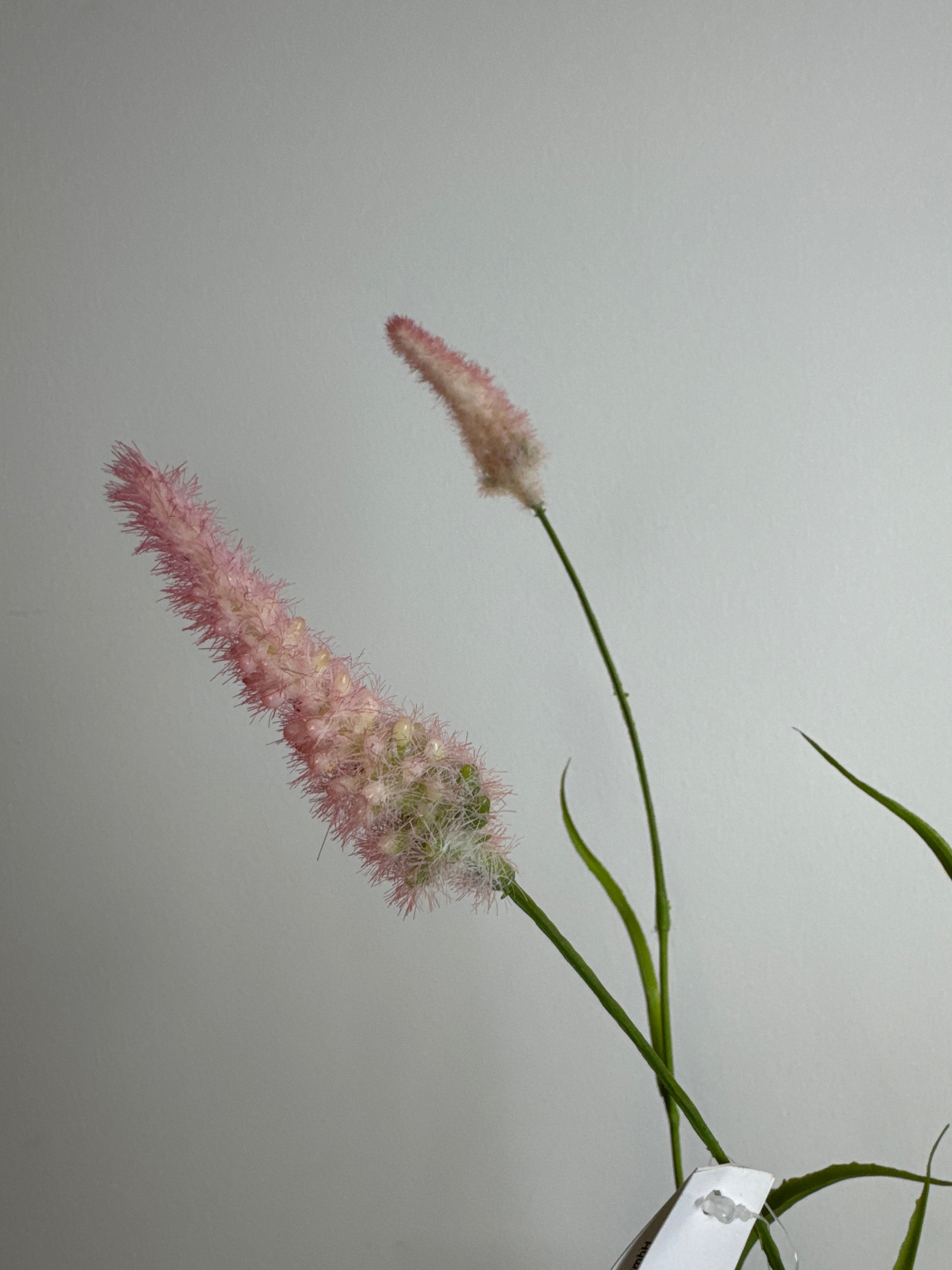 Græs blomst lyserød