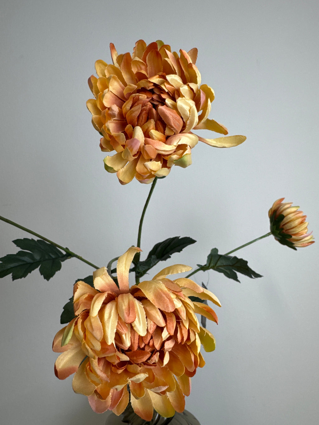 Chrysanthemum orange