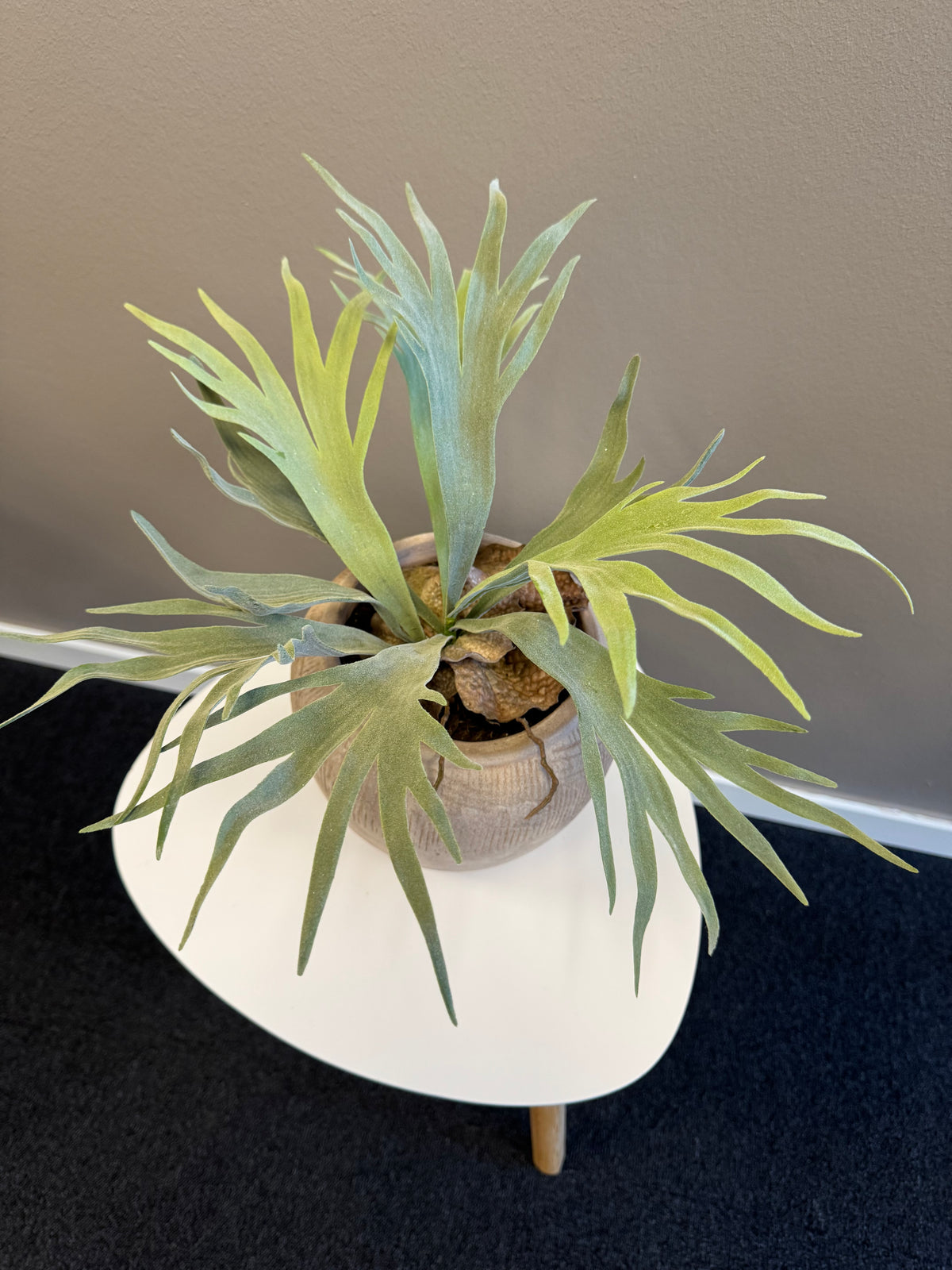 Älghornsbräken 30 cm