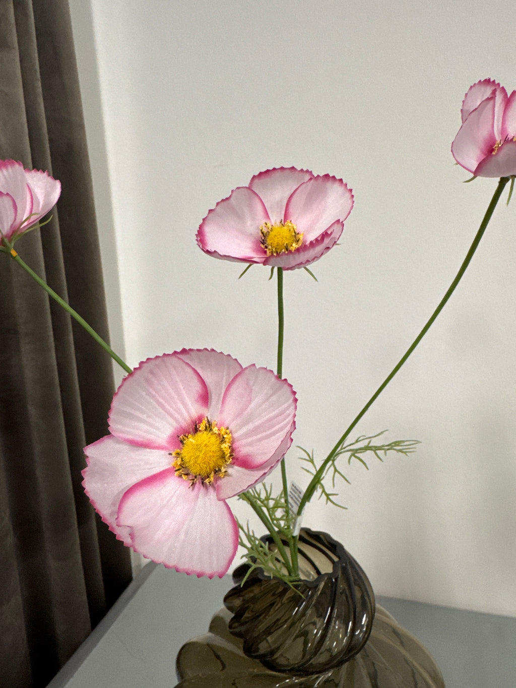 Cosmos pink