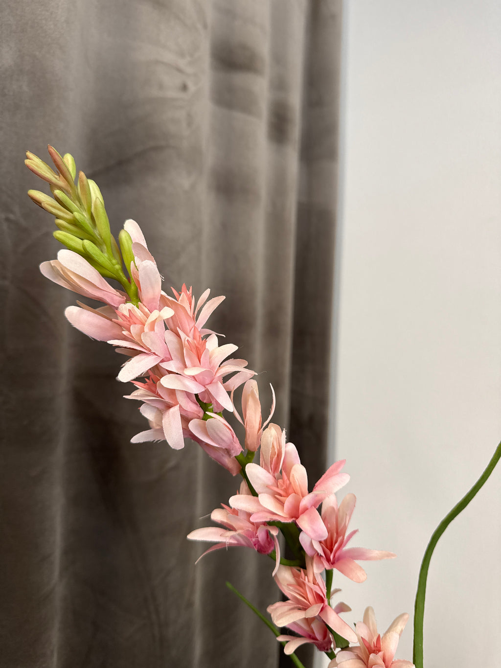 Tuberosa lyserød
