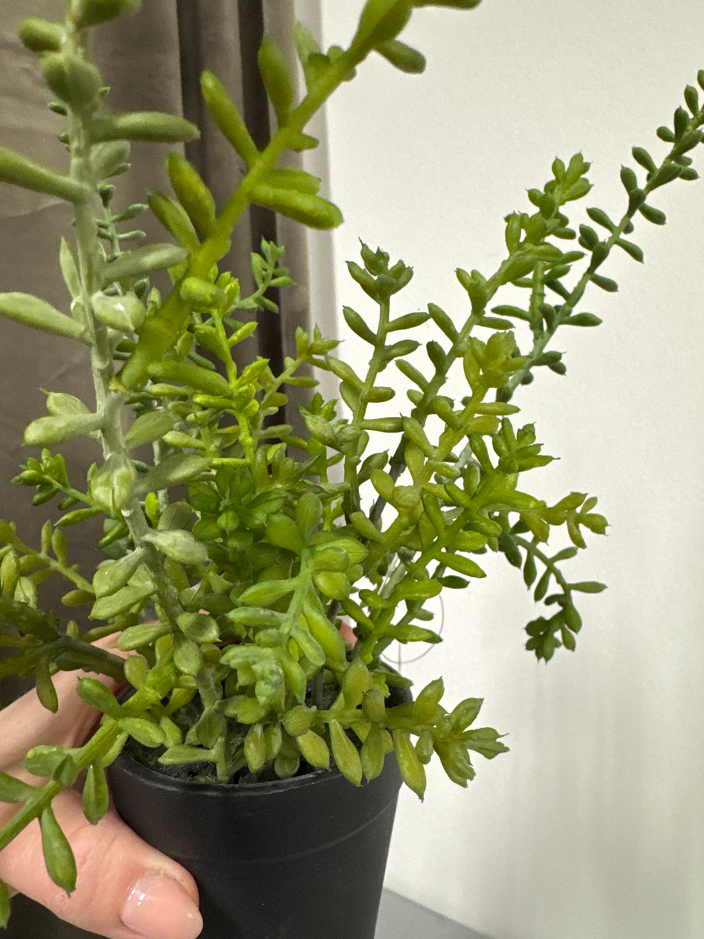 Sedum i potte
