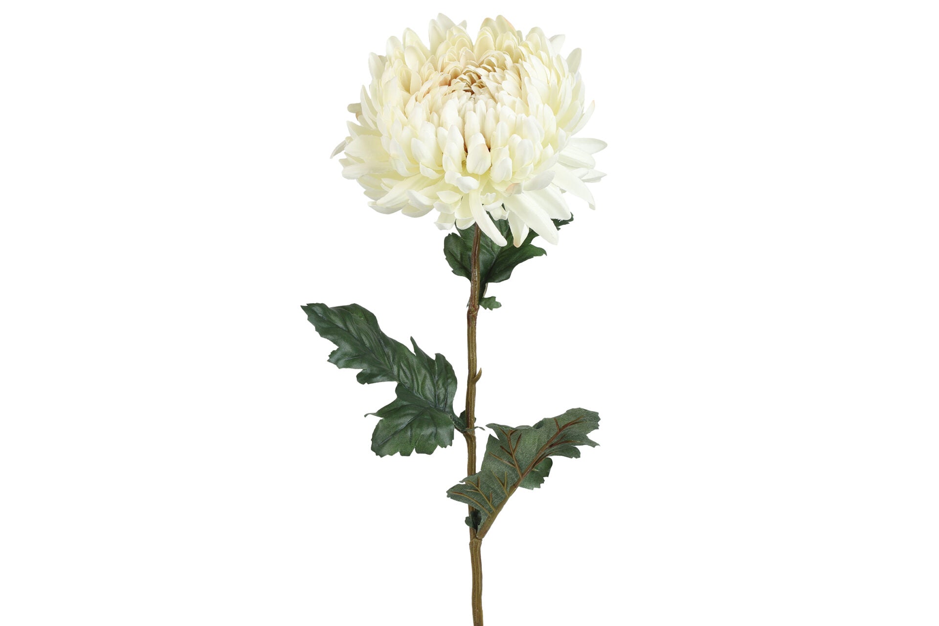 Chrysanthemum creme h 75 cm