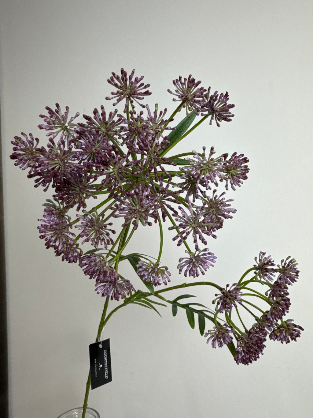 Skærmblomst stor lilla