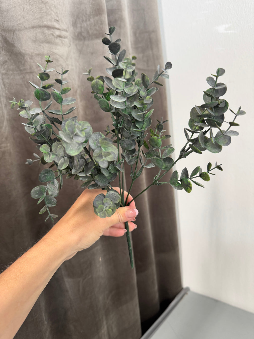 Lille eucalyptus 30 cm
