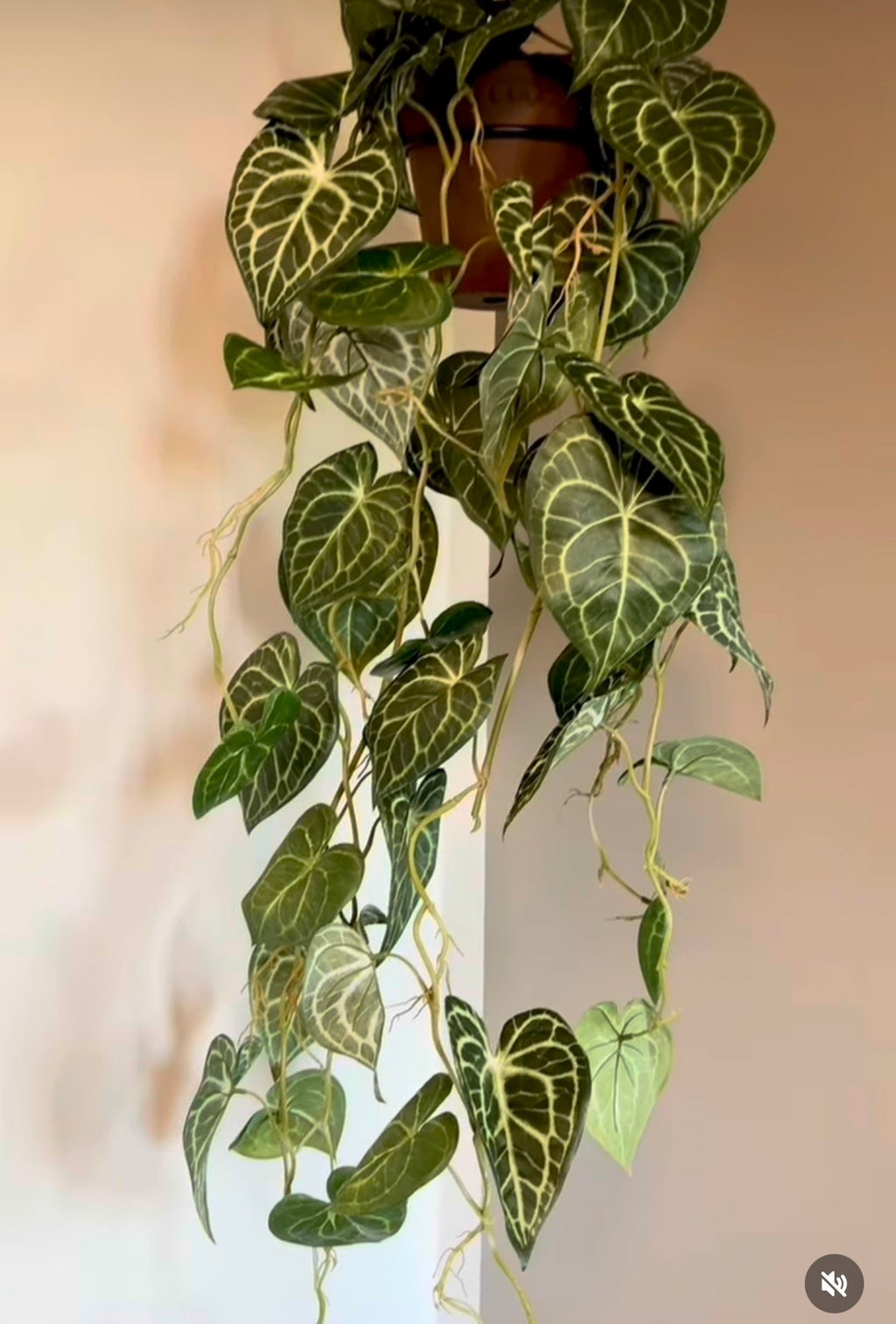 Anthurium ranke L 110 cm