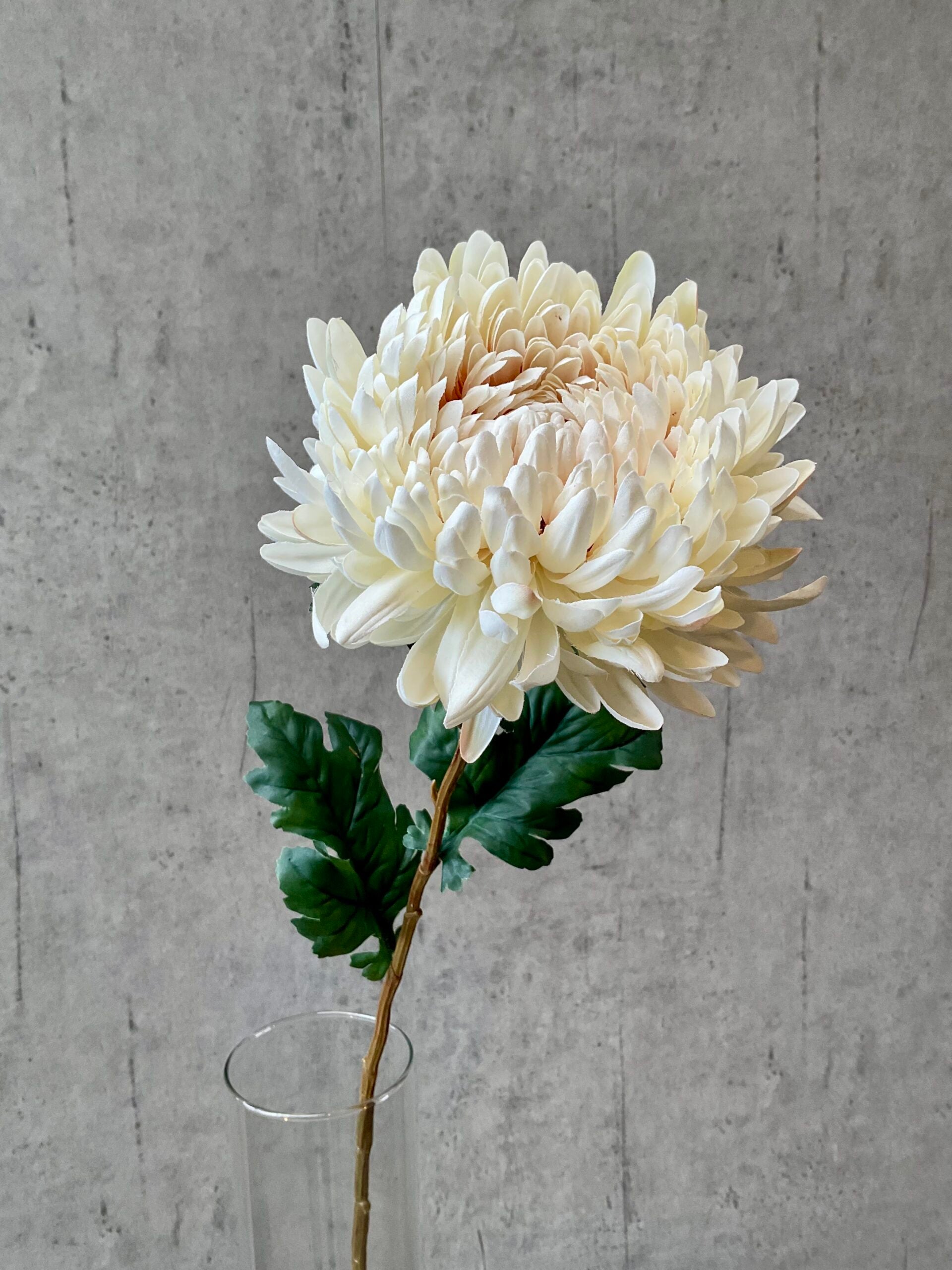 Chrysanthemum creme h 75 cm