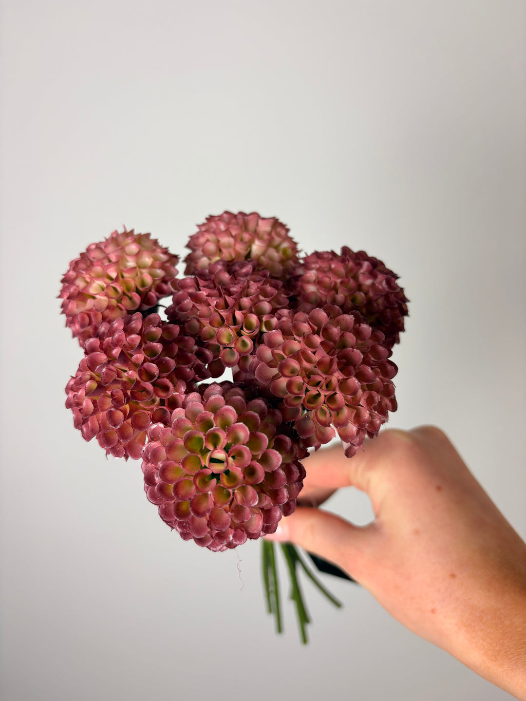 Allium Rosa