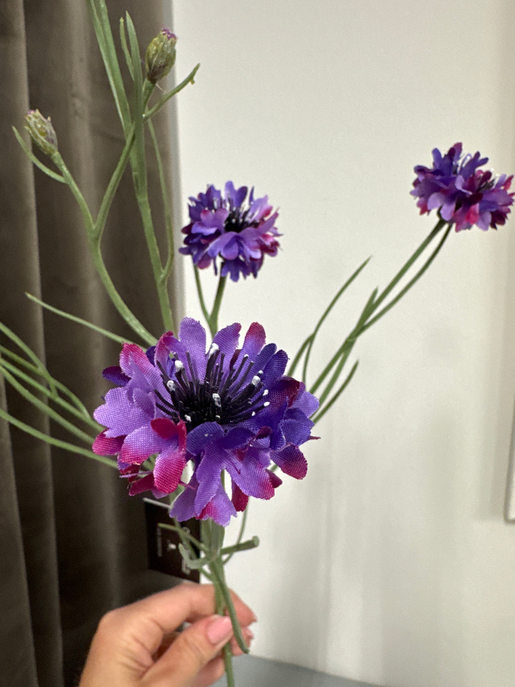 Korn blomst lilla